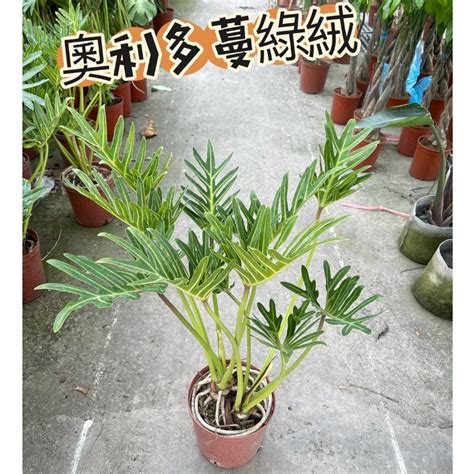 小天使植物風水